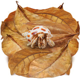 SunGrow catappa leaves 10-pack dried for hermit crabs, ready to add humidity.