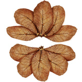 SunGrow Catappa leaves bundle in tank for natural ambiance and gentle water tint.