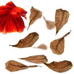 SunGrow Catappa Leaves darkwater habitat enhances color and reduces stress cues for betta