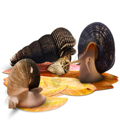 SunGrow catappa leaves hide-nest shows snail shelter and spawning-friendly habitat.