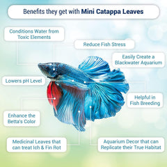 SunGrow catappa leaves in tank create natural brown tint and habitat realism.