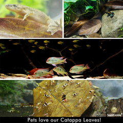 SunGrow Catappa leaves in tank showing leaves submerging for habitat comfort.