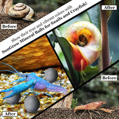 SunGrow energy balls color-impact illustrating vibrant color boost for invertebrates.