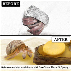 SunGrow sponge expands in water to moisten crab habitat