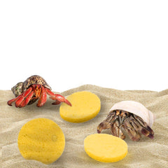 SunGrow hermit crab sponges maintain humidity in crab habitat