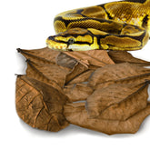 SunGrow leaf litter 10-pack spread in terrarium provides natural hide and humidity balance.