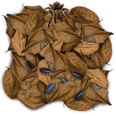SunGrow mini Catappa leaves 2-inch pack creates secure tarantula burrows and acclimation spots.