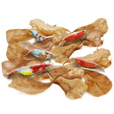 SunGrow mini catappa leaves pack for shrimp habitat enrichment