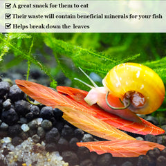 SunGrow mini Catappa leaves portion-control highlights easy sizing for nano tanks.