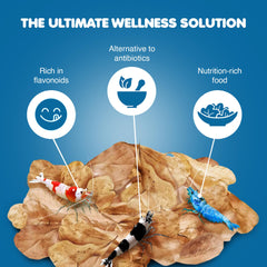 SunGrow raw catappa leaves ready for immersion grazing