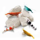 SunGrow Shrimp Rocks color vitality in a nano tank promotes brighter shrimp