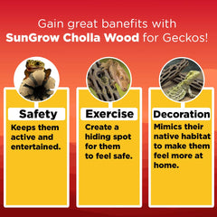 SunGrow terrarium basking setup with cholla wood enhancing heat exposure and sunning