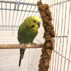 Sunseed Millet Spray served on perch supports foraging and activity.
