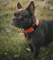 Swincho AirTag holder side profile demonstrates discreet, low-profile collar integration