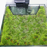 Switior Floating Plant Corral assembly demonstrates easy containment for duckweed