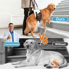 SyFatWeen hip support harness demonstrates hip stabilization for senior dogs