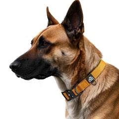 Tacwild heavy-duty dog collar turmeric yellow buckle closeup, quick-release for easy on/off