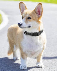 Taglory Adjustable Neck Collar demonstrates easy neck measurement for proper fit.