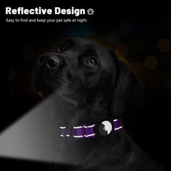 Taglory dual-d-rings-buckle-purple-xl demonstrates secure leash and tag attachment.