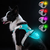 Taglory light-up dog harness with LED visibility for safer night walks