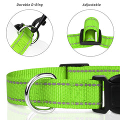 TagME reflective dog collar demonstrates night-time visibility during a night walk