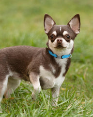 TagME collar close-up shows dual reflective lines for nighttime visibility.