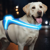 Tailuxe Light Up Dog Harness provides 360° visibility for safer night walks.