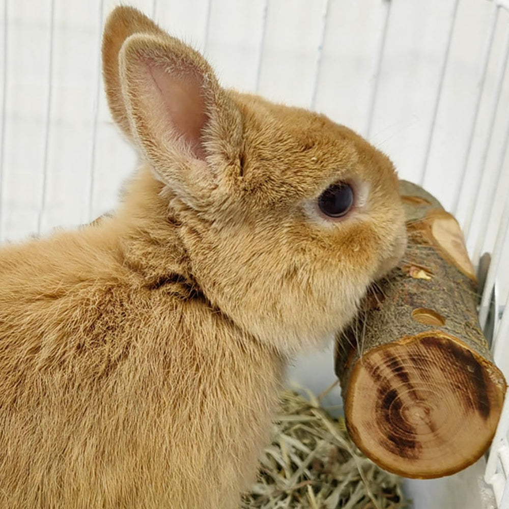 TANOMA Apple Wood small animal cage-branch: natural chew for enrichment and teeth maintenance.