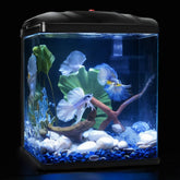 TARARIUM 2-gallon fish tank front view with crystal-clear glass for vivid viewing.