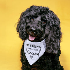 Tees & Tails made-in-USA dog accessory highlights craftsmanship and woman-owned business.