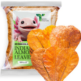 Tender Tropicals axolotl Indian almond leaf, 6-inch habitat enhances natural environment and enrichment.
