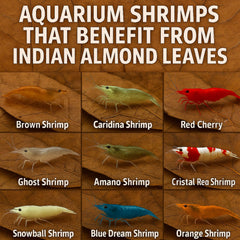 Tender Tropicals biofilm surface ready for grazing by tiny shrimp and snails