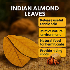 Tender Tropicals leaves offering natural shelter for hermit crabs