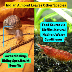 Tender Tropicals sun-dried chem-free leaves ensure chemical-free enrichment in tanks.