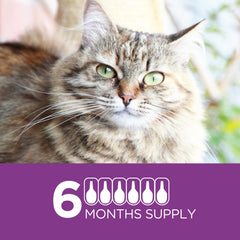 TevraPet Actispot II applied on the back of a cat for monthly protection.