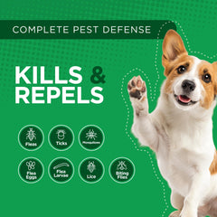 TevraPet Activate II for small dogs 4–10 lbs ready-at-hand monthly defense.