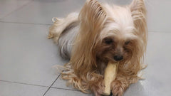 THATUWOOD Coffee Wood Dog Chew Stick in action during playtime.