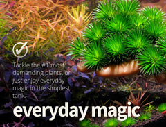 The 2HR Aquarist Apt 1 in-tank-plants scene shows lush greenery in a lively setup.