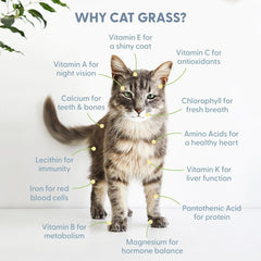 The Cat Ladies growth-ready kit shows quick sprouts in days for a green patch.