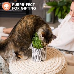 The Cat Ladies reusable ceramic planter with boho style for durable use.