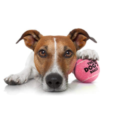 The Dog's Balls high-visibility pink balls outdoors—easy to spot during play.