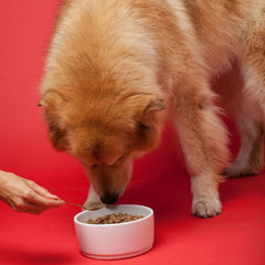 The Missing Link label closeup shows aging-dog health benefits and ingredient transparency