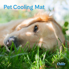 The Green Pet Shop Chillz gel mat crate provides a cooling spot during travel.