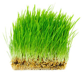 Thunder Acres oat seed packaging shows organic, non-GMO oats ideal for pet feeding.