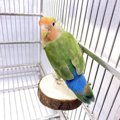 TOLMIOW natural coconut hideaway with ladder offers foot and beak exercise