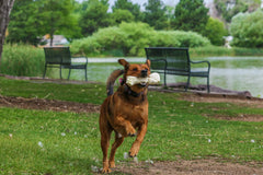 Top Dog Chews rawhide bone image illustrating stress relief during chewing.