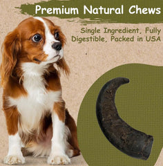 Top Dog Chews Water Buffalo Horn – medium piece for medium dogs and extended nibbling