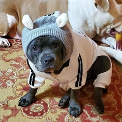 Tosuua Quiet Ears dog ear muffs beige offer winter warmth on chilly walks