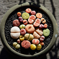 TOYPOPOR aquarium-substrate pebbles provide color and light refraction