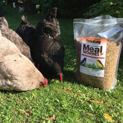 TradeKing dried mealworms close-up highlight protein-packed nourishment for poultry and reptiles.
